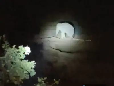 खेत से फार्महाउस तक कहर: रामानुजगंज में हाथियों का उत्पात, 3 एकड़ फसल बर्बाद, लोगों में डर का माहौल