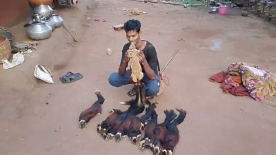 Bijapur Wildlife Crime: सोशल मीडिया पर शिकार का वीडियो बना सबूत, दुर्लभ गिलहरी का शिकारी गिरफ्तार