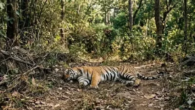 उत्तराखंड में बाघों और गुलदारों पर मंडरा रहा खतरनाक वायरस का खतरा, वन विभाग ने जारी किया हाई अलर्ट