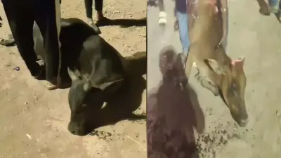 सफाई में कथित लापरवाही पड़ी भारी! रेलवे परिसर में बिखरी यूरिया से तीन गौवंशों की मौत, लोगों में आक्रोश...