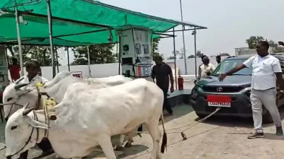 डीजल के लिए भटक रहे किसान, बढ़ती कीमतों से त्रस्त जनता: बैलों से खिंचवाई कार, पलारी में कांग्रेस का अनोखा प्रदर्शन चर्चा में