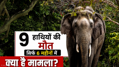 रायगढ़ वन मंडल में हाथी सुरक्षा के नाम पर बड़ा खेल करोड़ों खर्च फिर भी छह महीने में नौ मौतें