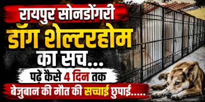 रायपुर के डॉग शेल्टर का सच: बेजुबान की मौत पर 4 दिन तक पर्दा, डॉक्टर के इनकार से खुली पोल!