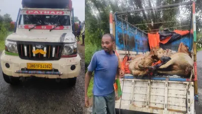 सरगुजा में गौ तस्करी का बड़ा खुलासा: 48 घंटे में दो वाहन जब्त, 11 गौवंश बरामद; दो की दर्दनाक मौत