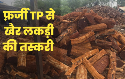 फर्जी टीपी से चल रहा था खैर लकड़ी की तस्करी का खेल: नाकों पर क्यूआर स्कैनर नहीं होने का तस्कर उठा रहे फायदा; मास्टरमाइंड फरार