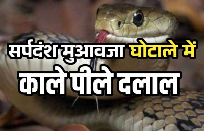 सर्पदंश मुआवजा घोटाला: काले-पीले दलालों की भूमिका अहम, कोटा की बजाय रतनपुर में हुए फर्जी पोस्टमार्टम ....