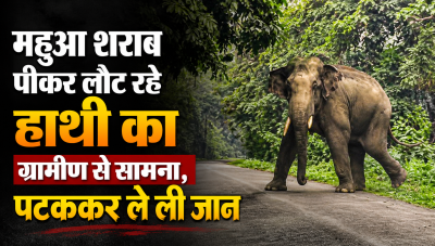 महुआ शराब पीकर लौट रहे हाथी का ग्रामीण से सामना, पटककर ले ली जान