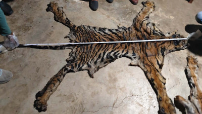 बाघ की खाल के साथ पकड़े गए दो तस्कर, पुलिस विभाग से जुड़े होने का खुलासा; पैंगोलिन शल्क भी बरामद, बड़े नेटवर्क की आशंका