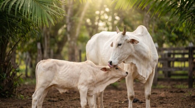 बहुला चौथ आज, संतान की लंबी उम्र और सुख-समृद्धि की कामना कर माताओं ने रखा व्रत