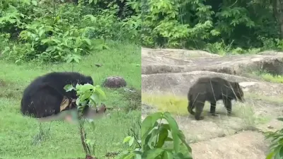 Kanker News: भालू के हमले से कांकेर में दहशत, दो ग्रामीणों की मौत; रेस्क्यू के दौरान वनकर्मियों पर भी हमला