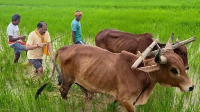 CM की कुर्सी से सीधे खेत तक! बगिया में बैलों संग हल चलाते दिखे विष्णुदेव साय, बोले- ‘खेती मेरे लिए सिर्फ काम नहीं, जीवन का संस्कार’