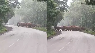 सड़क पर दिखा हाथियों का कुनबा, शावकों संग निकला जंगल की ओर काफिला; वन अमले ने थामा ट्रैफिक
