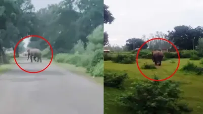 मरवाही में हाथियों की आहट से ग्रामीण सतर्क, 7 जगह फसलों को नुकसान… वन विभाग ने बढ़ाई निगरानी