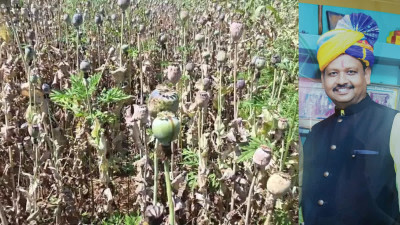 अफीम केस में पूर्व BJP नेता को बड़ी राहत, हाईकोर्ट से जमानत; ‘खेत में मौजूद नहीं थे’ बना अहम आधार