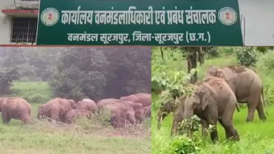 CG News: सूरजपुर में 12 हाथियों का डेरा, खेतों में फसलें बर्बाद होने से किसान परेशान; वन विभाग ने जारी किया अलर्ट