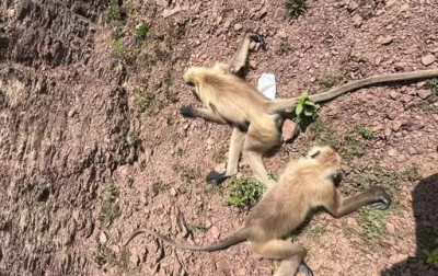 फसल बचाने के लिए चलीं गोलियां… खेतों में बिखरी मिलीं 22 लाशें, गांव में सनसनी