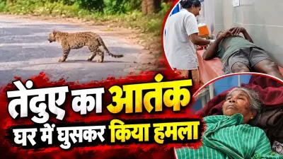 Dhamtari Leopard Attack: धमतरी में तेंदुए का खौफ! घर के अंदर घुसकर तीन लोगों को किया घायल, ग्रामीणों में डर का माहौल