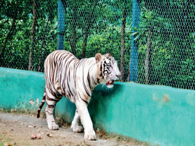 300 करोड़ स्वाहा, फिर भी पर्यटक नदारद: बाघ-शेर पालने अब उद्योगपतियों के आगे हाथ फैलाएगा वन विभाग