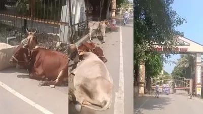 Raipur News: न्याय के लिए कलेक्ट्रेट पहुंचा पीड़ित, परिसर में मवेशी बांधकर जताया विरोध; भारतमाला मुआवजे का मामला