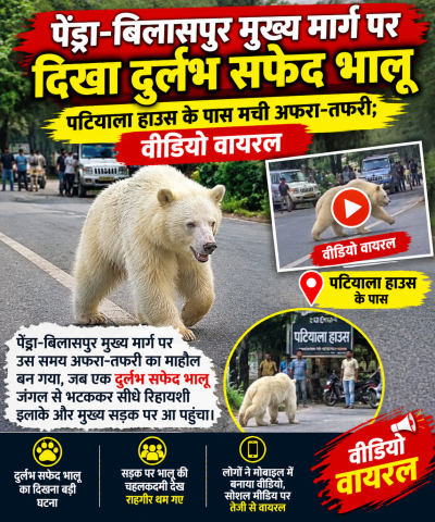 पेंड्रा-बिलासपुर मुख्य मार्ग पर दिखा दुर्लभ सफेद भालू, पटियाला हाउस के पास मची अफरा-तफरी; वीडियो वायरल