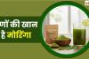 मोरिंगा की पत्तियों को ऐसे करेंगे इस्तेमाल, तो कुछ ही दिनों में मोम की तरह पिघलेगी पेट की चर्बी
