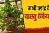 मनी प्लांट लगाने पर नहीं मिल रहा लाभ, तो इसके पीछे हो सकती हैं आपकी ये गलतियां