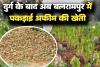 दुर्ग के बाद अब बलरामपुर में अफीम की खेती का खुलासा, 5 एकड़ में लहलहा रही थी नशीली फसल