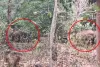 Ambikapur Elephant Alert: तीन अलग-अलग दिशाओं में घूम रहा 14 हाथियों का झुंड, लोगों की बढ़ी चिंता