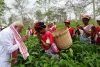 Assam Tea Garden Surprise: चुनावी दौरे के बीच PM मोदी अचानक पहुंचे बागान, महिलाओं संग तोड़ी चाय की पत्तियां और ली सेल्फी