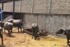 CG Crime News: आरंग में पशु तस्करी का बड़ा खुलासा, सुनसान सड़क पर खड़े ट्रक से 19 भैंस बरामद, UP नंबर वाहन छोड़ फरार हुए तस्कर,  