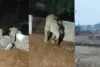 Mainpat Elephant: मैनपाट में 14 हाथियों का हमला, घर तोड़े-फसलें रौंदी, दहशत में रातभर जाग रहे ग्रामीण
