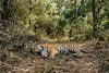उत्तराखंड में बाघों और गुलदारों पर मंडरा रहा खतरनाक वायरस का खतरा, वन विभाग ने जारी किया हाई अलर्ट