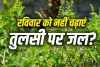 Tulsi Puja Rules: रविवार को भूलकर भी तुलसी जी पर न चढ़ाएं जल, वरना बढ़ सकती है घर की कलह