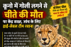 कूनो नेशनल पार्क में चीते की मौत से मचा हड़कंप, केंद्र ने शुरू कराई उच्चस्तरीय जांच