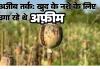 रायगढ़ में अफीम की खेती: तस्करों का अजीब तर्क- 'खुद के नशे के लिए उगा रहे थे'; पत्थलगांव के व्यापारी से खरीदे बीज, हफ्तेभर में दूसरा मामला