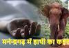 CG News: मनेन्द्रगढ़ में हाथी का कहर, महुआ बीनने गए ग्रामीण की मौत, वन विभाग की कार्यप्रणाली पर उठे सवाल