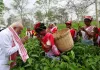 Assam Tea Garden Surprise: चुनावी दौरे के बीच PM मोदी अचानक पहुंचे बागान, महिलाओं संग तोड़ी चाय की पत्तियां और ली सेल्फी
