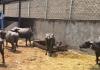 CG Crime News: आरंग में पशु तस्करी का बड़ा खुलासा, सुनसान सड़क पर खड़े ट्रक से 19 भैंस बरामद, UP नंबर वाहन छोड़ फरार हुए तस्कर,  