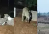 Mainpat Elephant: मैनपाट में 14 हाथियों का हमला, घर तोड़े-फसलें रौंदी, दहशत में रातभर जाग रहे ग्रामीण
