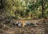 उत्तराखंड में बाघों और गुलदारों पर मंडरा रहा खतरनाक वायरस का खतरा, वन विभाग ने जारी किया हाई अलर्ट