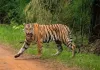 चंद्रपुर में ‘आदमखोर’ का खौफ: तेंदू पत्ता तोड़ने गई 4 महिलाओं को बाघ ने बनाया शिकार, मौत 