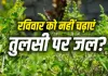 Tulsi Puja Rules: रविवार को भूलकर भी तुलसी जी पर न चढ़ाएं जल, वरना बढ़ सकती है घर की कलह