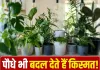 Vastu Tips For Plants: गलत जगह रखे पौधे भी बिगाड़ सकते हैं घर का माहौल, जानें सही दिशा और वास्तु नियम