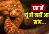 Vastu Tips: पितृ दोष या कालसर्प दोष? घर में सांप का आना देता है ये गंभीर संकेत!