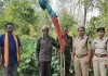 एक और जगह पकड़ी गई गांजे की खेती: सब्जी बाड़ी के बीच उगाए गए गांजे के पौधे, पुलिस ने बुजुर्ग किसान को किया गिरफ्तार