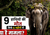 रायगढ़ वन मंडल में हाथी सुरक्षा के नाम पर बड़ा खेल करोड़ों खर्च फिर भी छह महीने में नौ मौतें