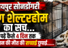 रायपुर के डॉग शेल्टर का सच: बेजुबान की मौत पर 4 दिन तक पर्दा, डॉक्टर के इनकार से खुली पोल!