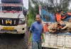 सरगुजा में गौ तस्करी का बड़ा खुलासा: 48 घंटे में दो वाहन जब्त, 11 गौवंश बरामद; दो की दर्दनाक मौत