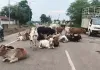 छत्तीसगढ़ हाई कोर्ट की सरकार को फटकार: सड़कों पर आवारा मवेशियों और अवैध पार्किंग पर मांगा जवाब, पूछा- 'क्या पुलिस सिर्फ गाय हांकने के लिए है?'