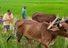 CM की कुर्सी से सीधे खेत तक! बगिया में बैलों संग हल चलाते दिखे विष्णुदेव साय, बोले- ‘खेती मेरे लिए सिर्फ काम नहीं, जीवन का संस्कार’